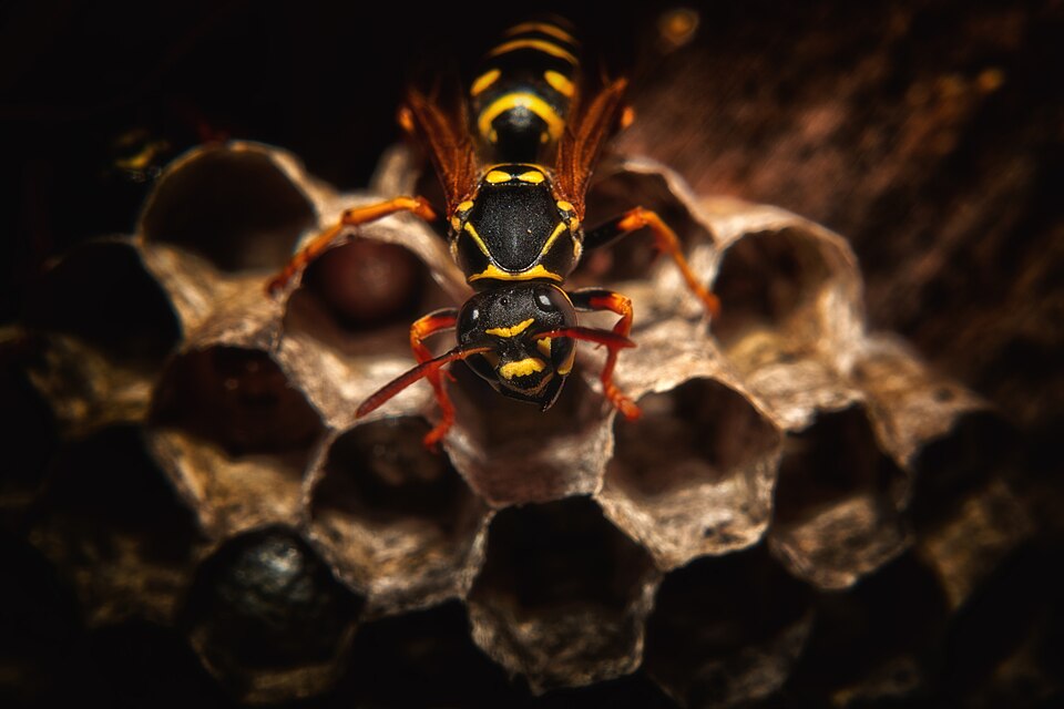 Close photo for wasp ID