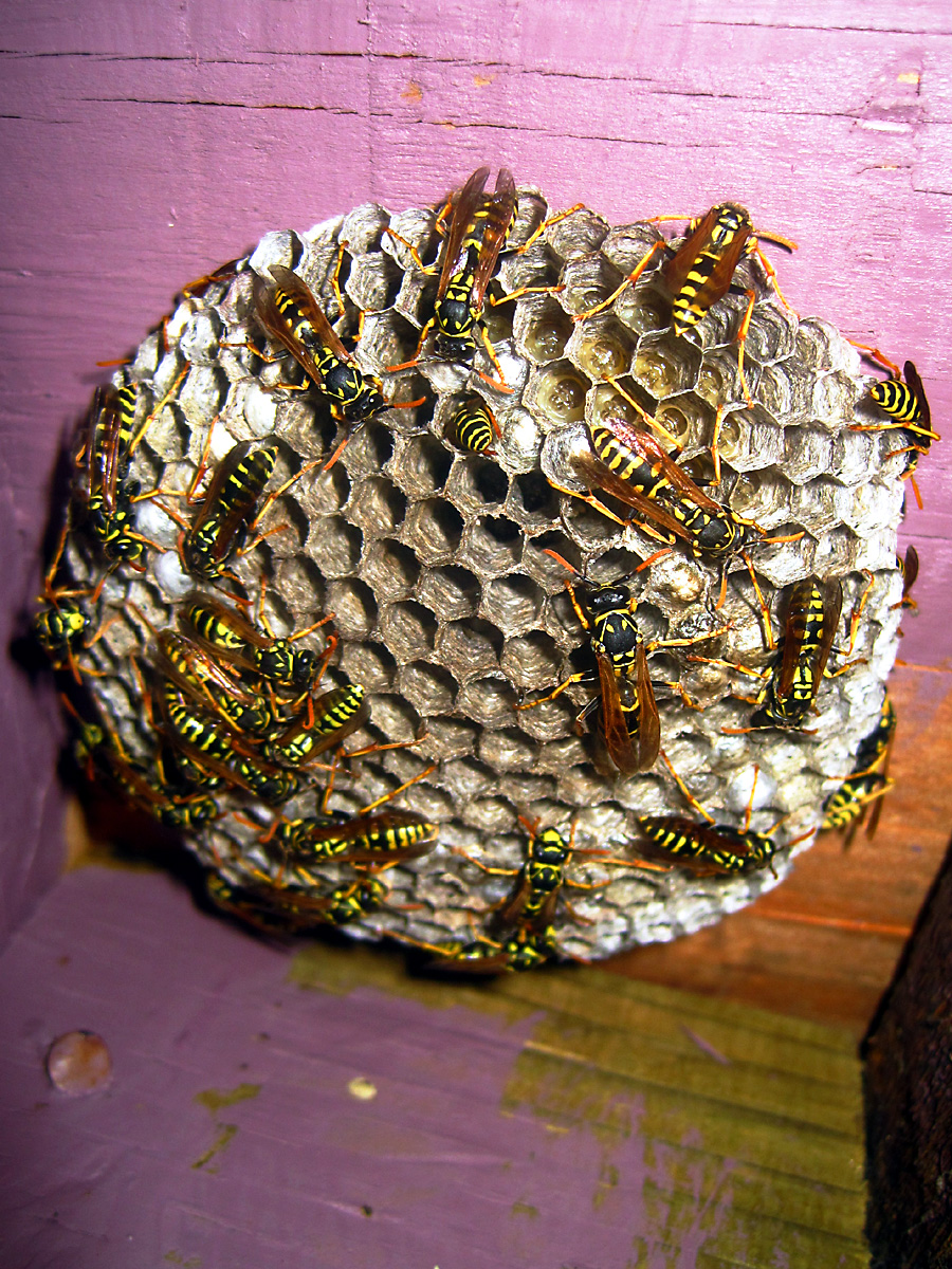 Exposed paper wasp nest under an overhang