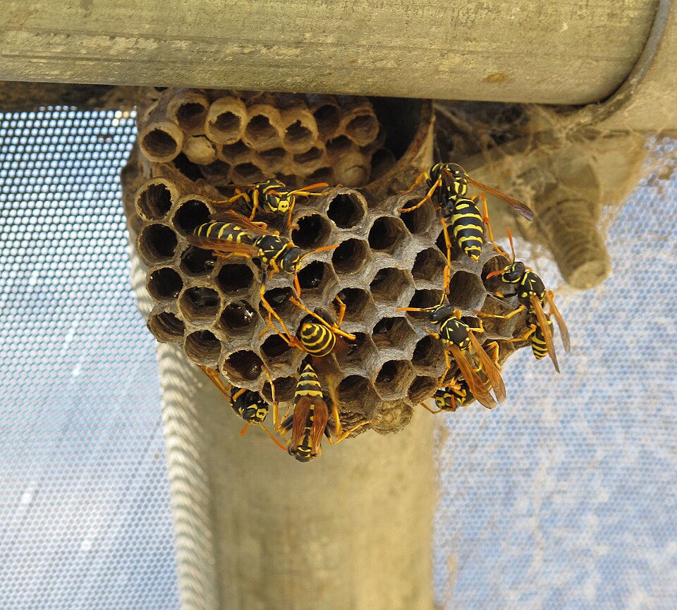 Open comb paper wasp nest