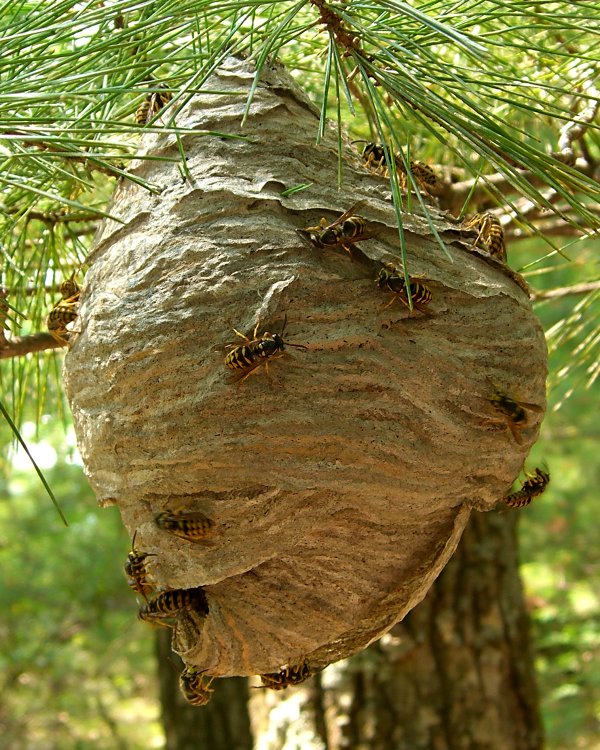 Covered hornet style nest