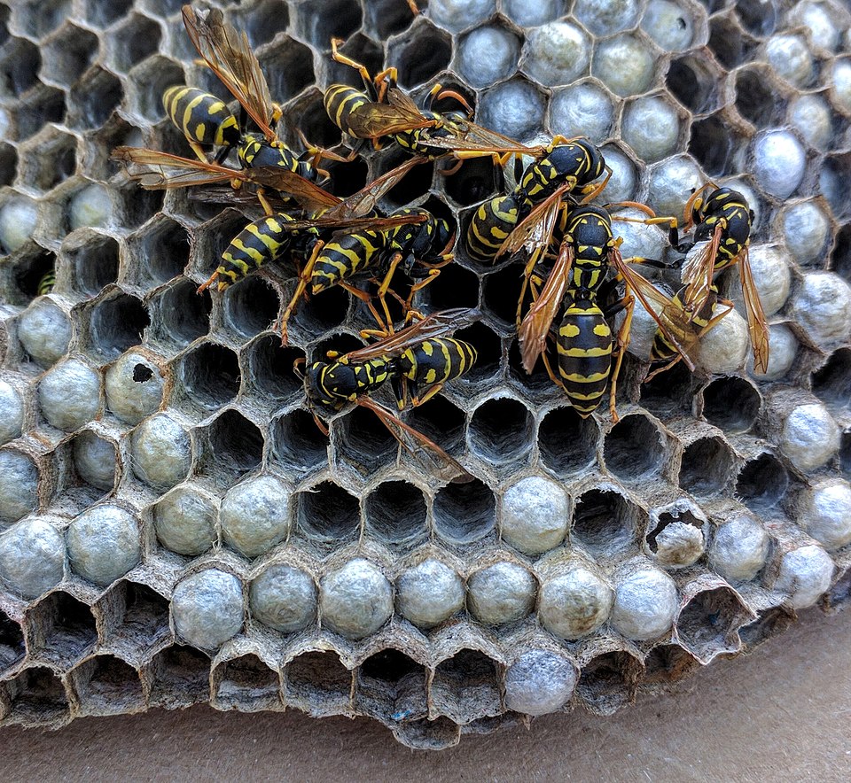 Paper wasps on a visible outside nest