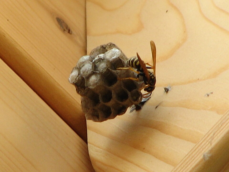 Visible yellow jacket style nest